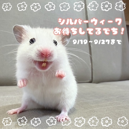 小動物コーナーシルバーウィークフェア！